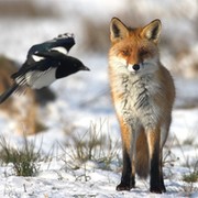 Лисицы  группа в Моем Мире.