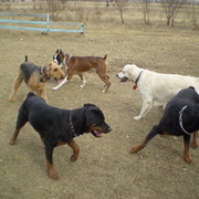 Наши собаки Сибири! группа в Моем Мире.