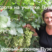 Виноград для всех- http://vinograd7.ru/forum группа в Моем Мире.
