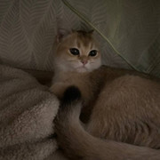 Екатерина Штарк on My World.