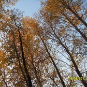 Александр Сифрит on My World.