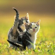 Мурчик кот on My World.