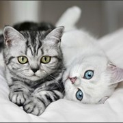 Настя *НФ* Решетникова on My World.