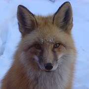 FOXY . on My World.