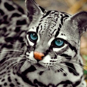 КОТ ОЦЕЛОТ в Моем Мире.